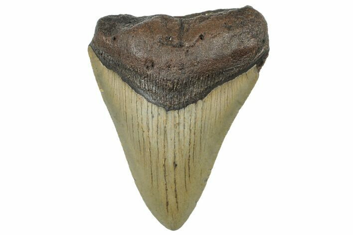 Fossil Megalodon Tooth - North Carolina #298895